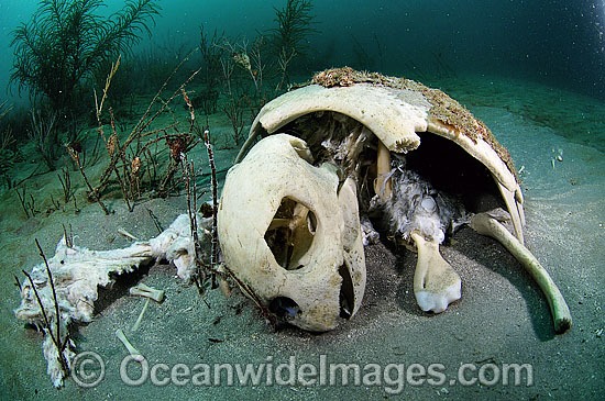 Loggerhead Turtle carcass on sea floor photo