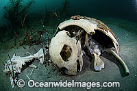 Loggerhead Turtle carcass on sea floor Photo - Michael Patrick O'Neill