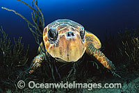 Loggerhead Sea Turtle Caretta caretta Photo - Michael Patrick O'Neill