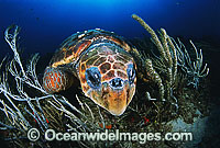 Loggerhead Sea Turtle sleeping Photo - Michael Patrick O'Neill