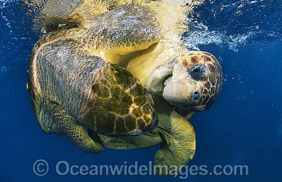 Loggerhead Sea Turtles mating pair photo