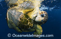 Loggerhead Sea Turtles mating pair Photo - Michael Patrick O'Neill