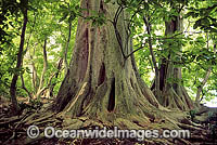 Pisonia Tree Pisonia grandis rainforest Photo - Gary Bell