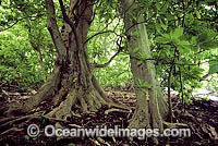 Pisonia Tree Pisonia grandis rainforest Photo - Gary Bell