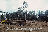 Rainforest Logging Papua New Guinea Photo - Gary Bell