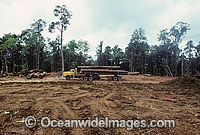 Rainforest Logging Malaysian Photo - Gary Bell