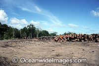 Rainforest Logging Papua Photo - Gary Bell