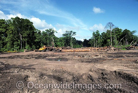 Malaysian Rainforest Logging photo