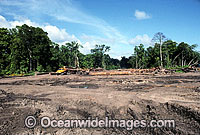 Malaysian Rainforest Logging Photo - Gary Bell