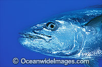 Dogtooth Tuna Gymnosarda unicolor Photo - Gary Bell