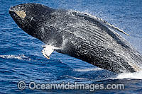 Humpback Whale breaching on surface Photo - Chantal Henderson
