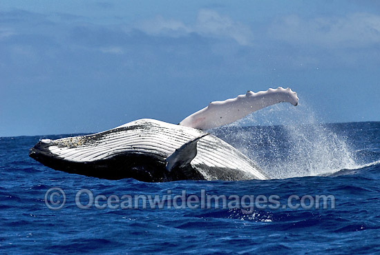 Humpback Whale Megaptera novaeangliae breaching photo