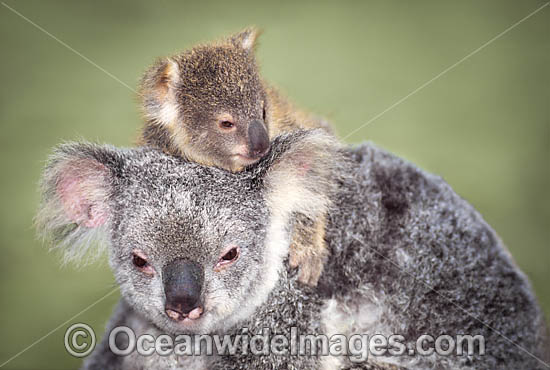 Koala mother with cub photo