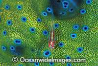 Ghost Goby on Clam mantle Photo - Gary Bell