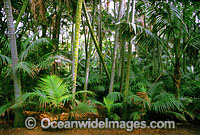 Kentia Palm Forest Lord Howe Island Photo - Gary Bell