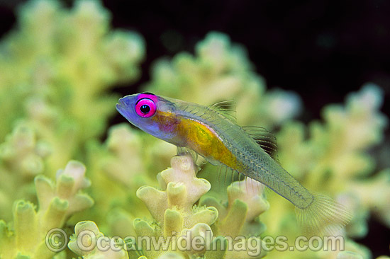 Purple-eyed Goby on Coral photo