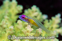 Purple-eyed Goby on Coral Photo - Gary Bell