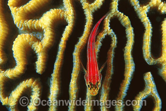 Striped Triplefin on Faviid Coral photo