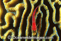 Striped Triplefin on Faviid Coral Photo - Gary Bell