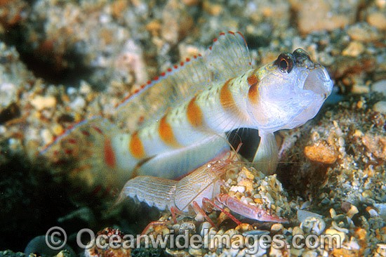 Eye-brow Shrimp Goby Amblyeleotris sp. photo