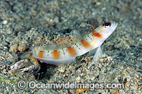 Eye-brow Shrimp Goby Photo - Gary Bell
