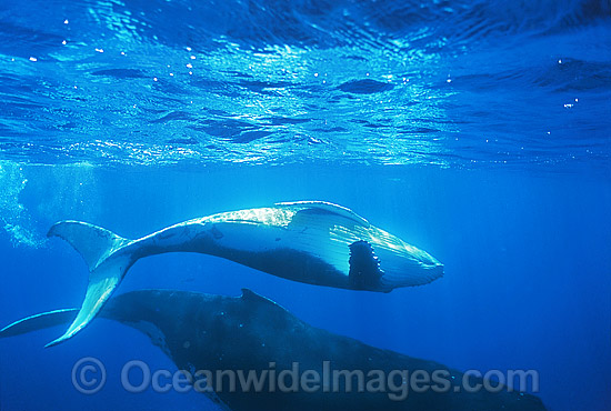 Humpback Whale mother with calf photo