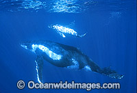 Humpback Whale mother with calf Photo - Gary Bell
