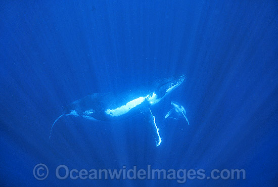 Humpback Whale mother with newborn calf photo