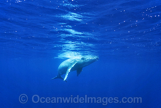 Humpback Whale newborn calf photo