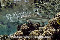 Blacktip Reef Shark Carcharhinus melanopterus Photo - Michael Patrick O'Neill