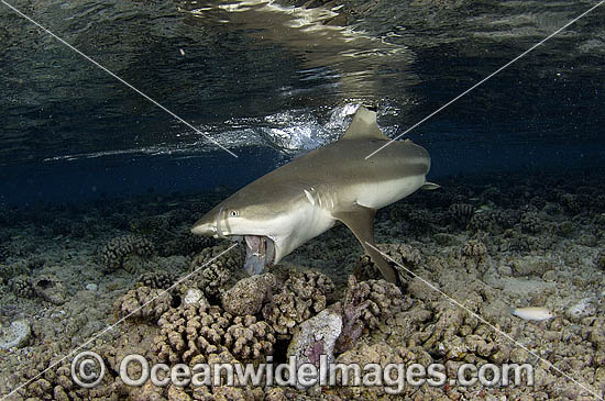 Blacktip Reef Shark feeding photo