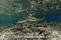 Blacktip Reef Shark Photo - Michael Patrick O'Neill