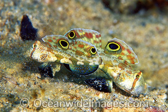 Crab-eyed Goby Signigobius biocellatus photo