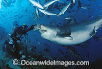 Diver hand feeding a Bull Shark Photo - Michael Patrick O'Neill