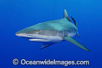 Grey Reef Shark Photo - Michael Patrick O'Neill