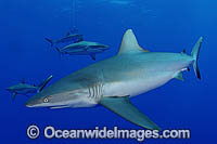 Grey Reef Shark Carcharhinus amblyrhynchos Photo - Michael Patrick O'Neill