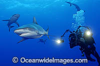 Scuba Diver photographing Grey Reef Shark Photo - Michael Patrick O'Neill