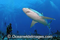 Scuba Divers Silvertip Shark Photo - Michael Patrick O'Neill