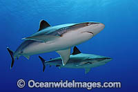 Silvertip Shark with Scuba Diver Photo - Michael Patrick O'Neill