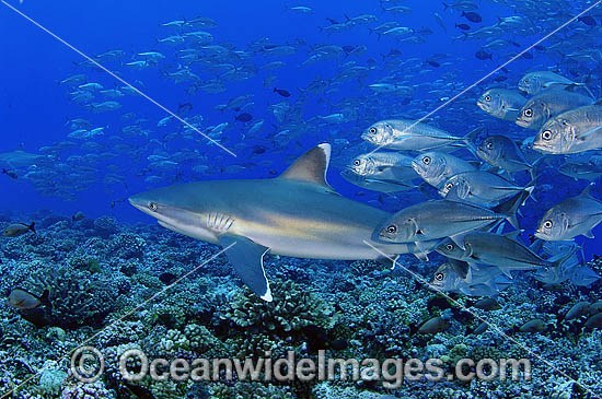 Silvertip Shark with Big-eye Jacks photo