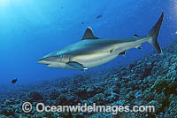 Silvertip Shark Photo - Michael Patrick O'Neill