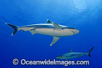 Silvertip Shark with Grey Reef Shark Photo - Michael Patrick O'Neill