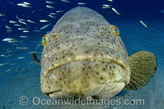 giant grouper fish attack