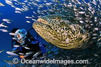 Scuba Diver Atlantic Goliath Grouper Baitfish Photo - Michael Patrick O'Neill