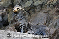Guadalupe Fur Seal Arctocephalus townsendi Photo - Michael Patrick O'Neill
