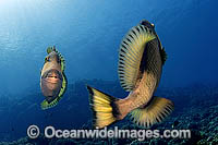 Titan Triggerfish courtship behavior Photo - Michael Patrick O'Neill