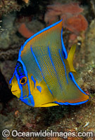 Queen Angelfish juvenile Photo - Michael Patrick O'Neill