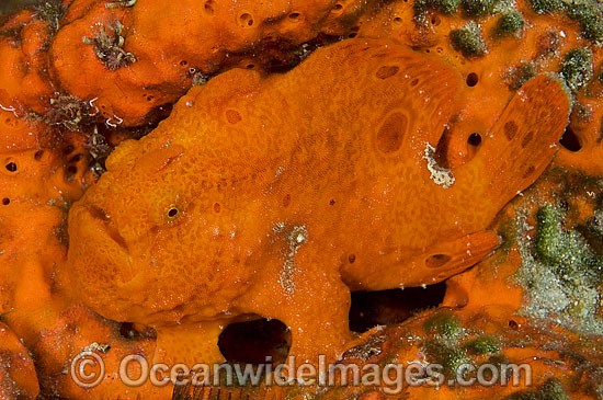 Longlure Frogfish Antennarius multiocellatus photo