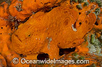 Longlure Frogfish Antennarius multiocellatus Photo - Michael Patrick O'Neill