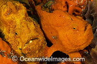 Longlure Frogfish pair Photo - Michael Patrick O'Neill